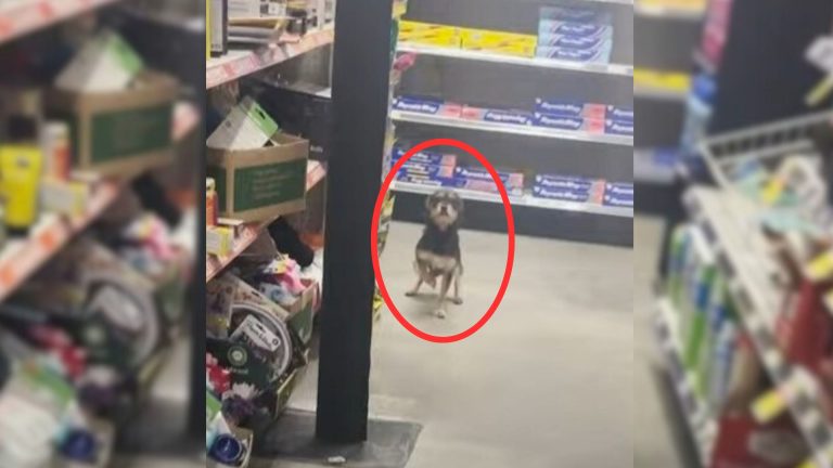 Adorable Stray Pup