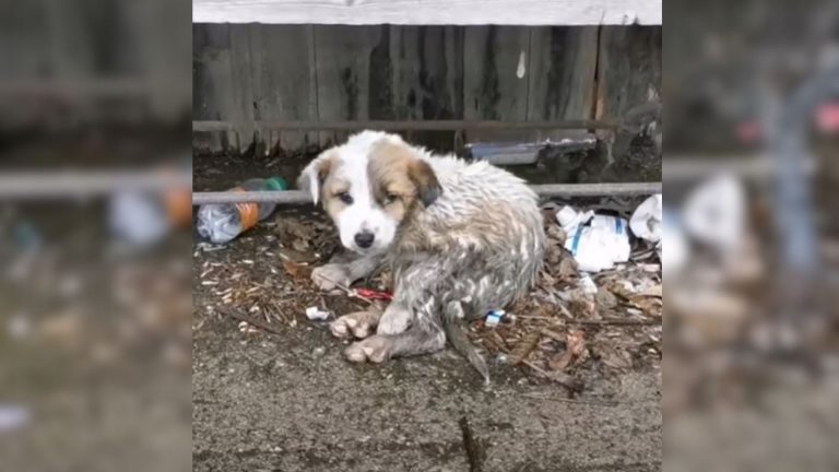 abandoned dog