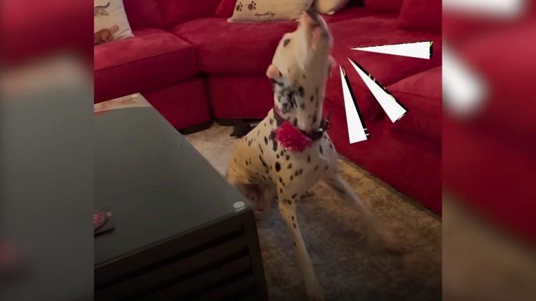 dog howling