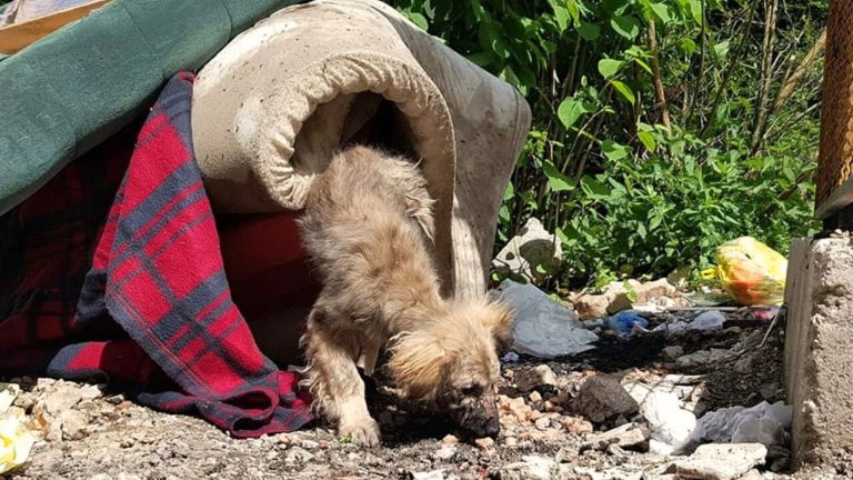 puppy in trash