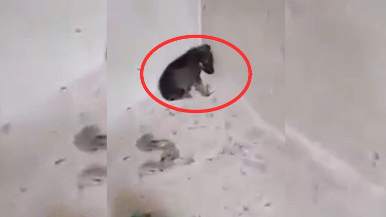 scared puppy curled up in the corner