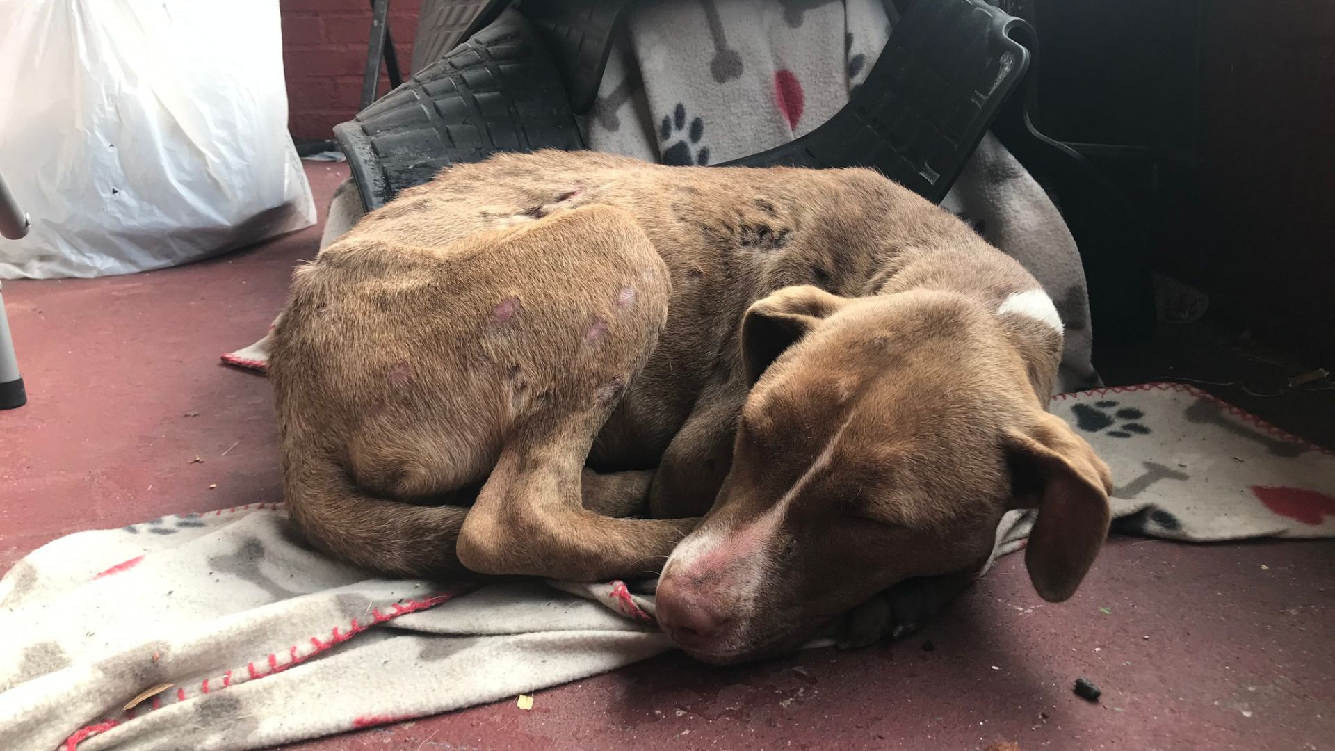 curled up dog on a porch