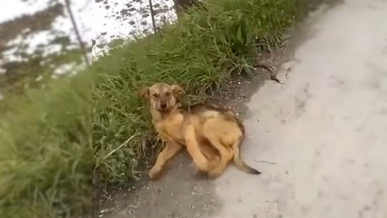 injured puppy on road