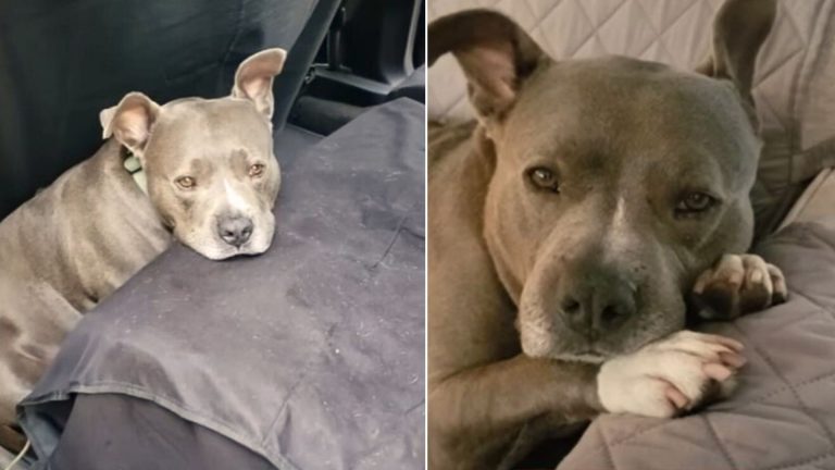 photo of a pit bull