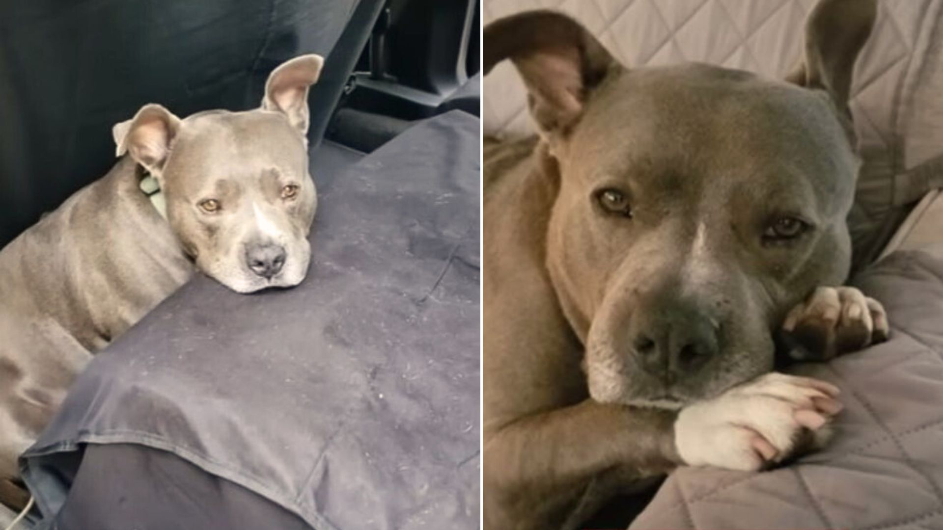 A Sweet Pit Bull Who Used To Be Chained Up Outside Showers His New Family With Love