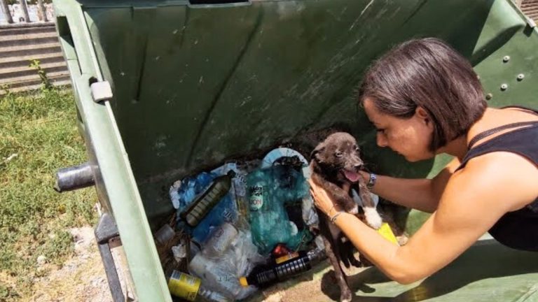 Puppy Abandoned In A Trash Container