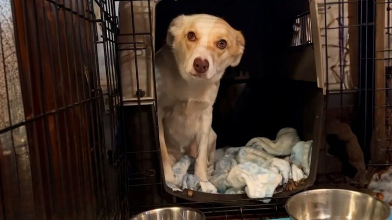 scared rescue dog