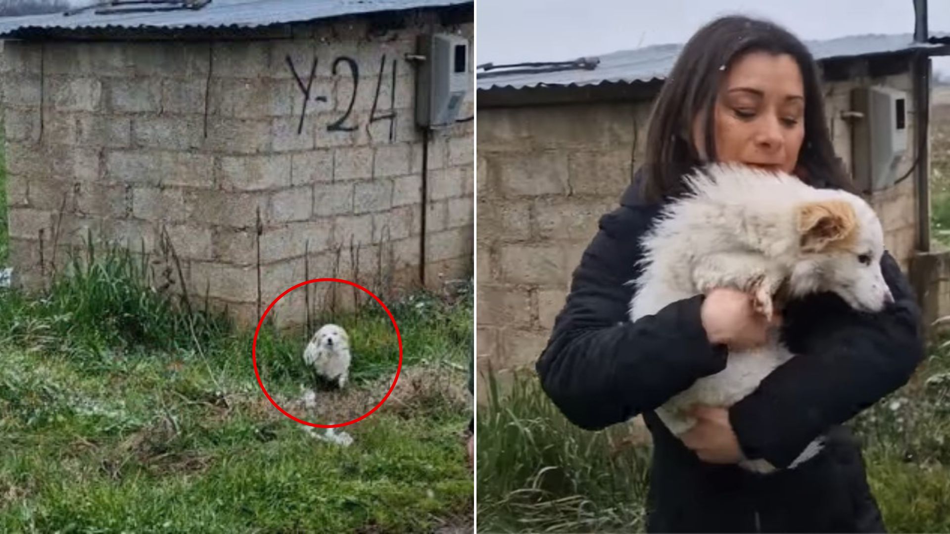 A Sweet Stray Dog Struggles To Survive In The Cold Winter But Then His Rescuers Arrived To Help