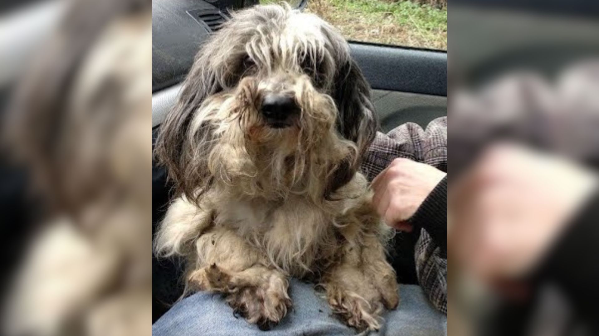 This Sweet Matted Dog Spent 7 Long Years On A Chain, Hoping To Get A Second Chance