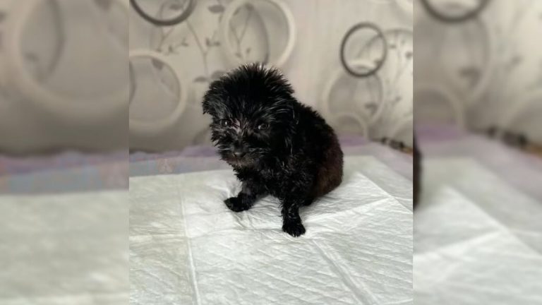 tiny puppy crying for mom
