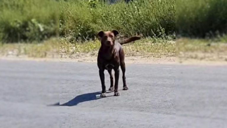 Friendly stray dog