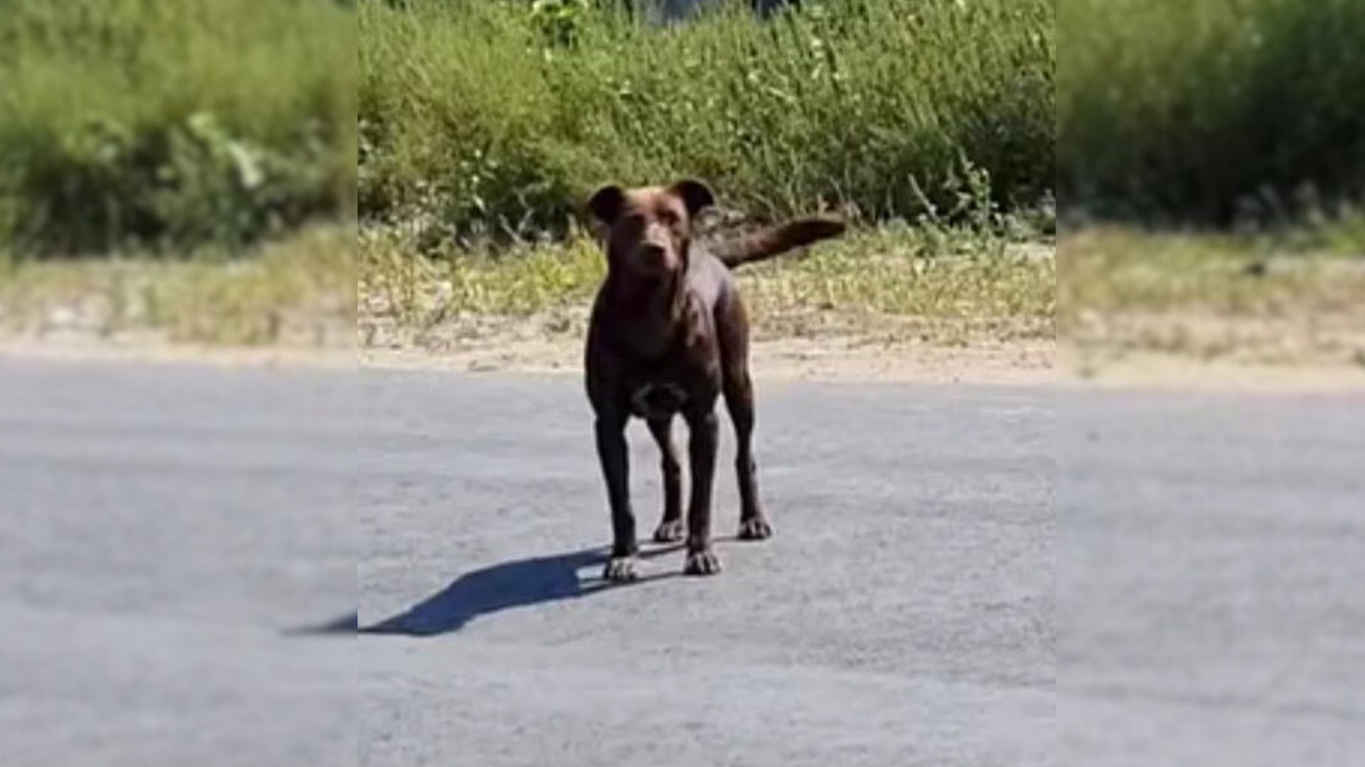 Rescuers Shocked To Find Stray Dog Sitting In One Spot, Refusing To Leave Until Shown Some Love