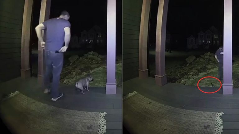 clumsy Frenchie falling
