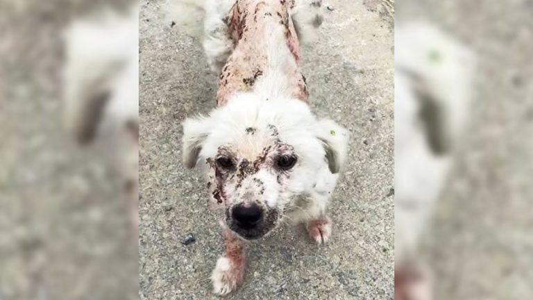 Bruised stray dog