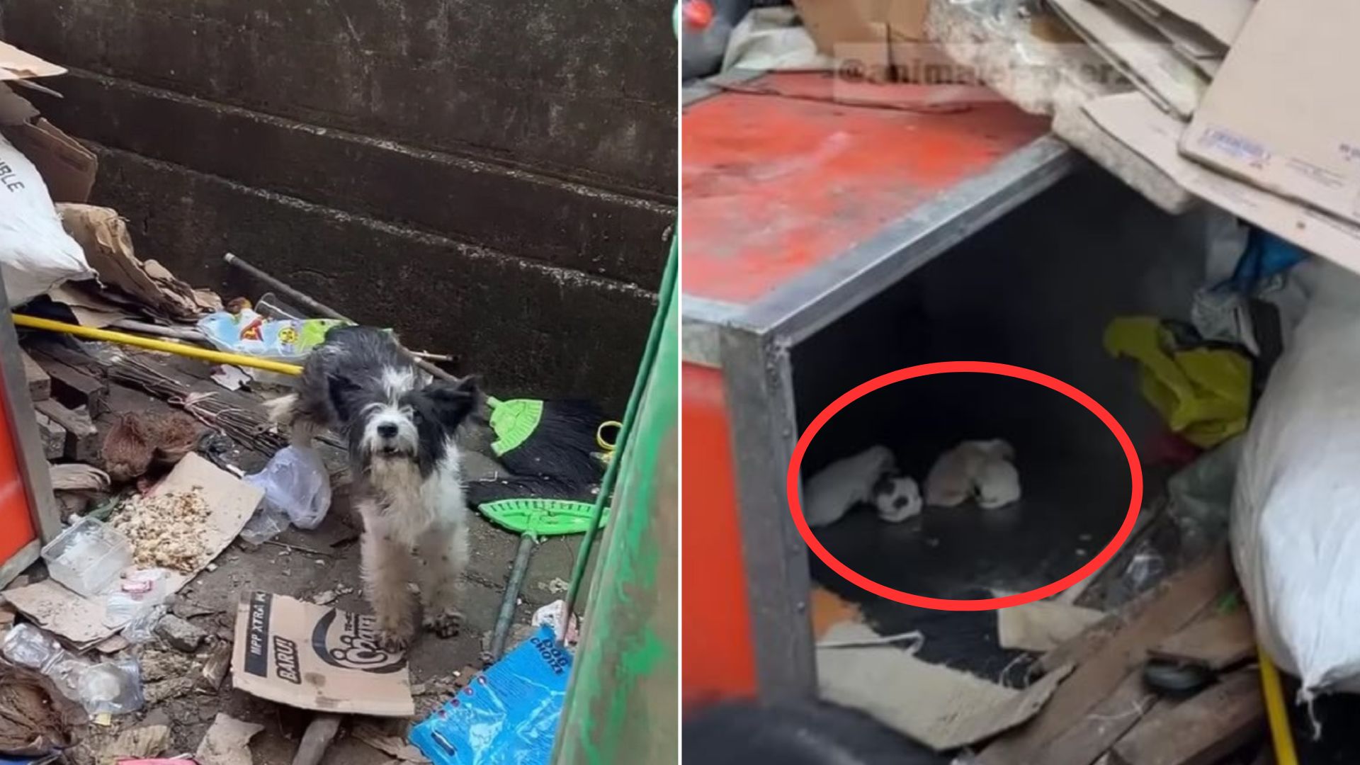 abandoned mama dog eating garbage