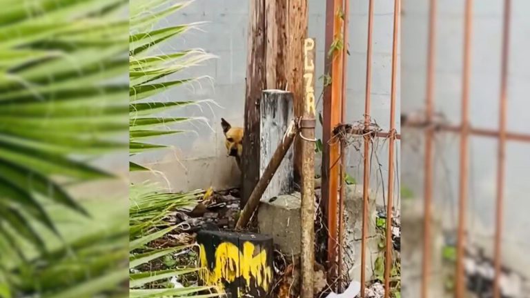 Abandoned dog