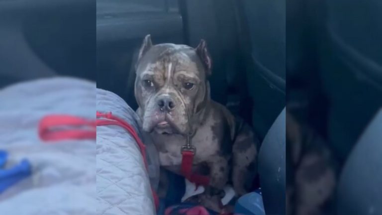 Abandoned dog in the car