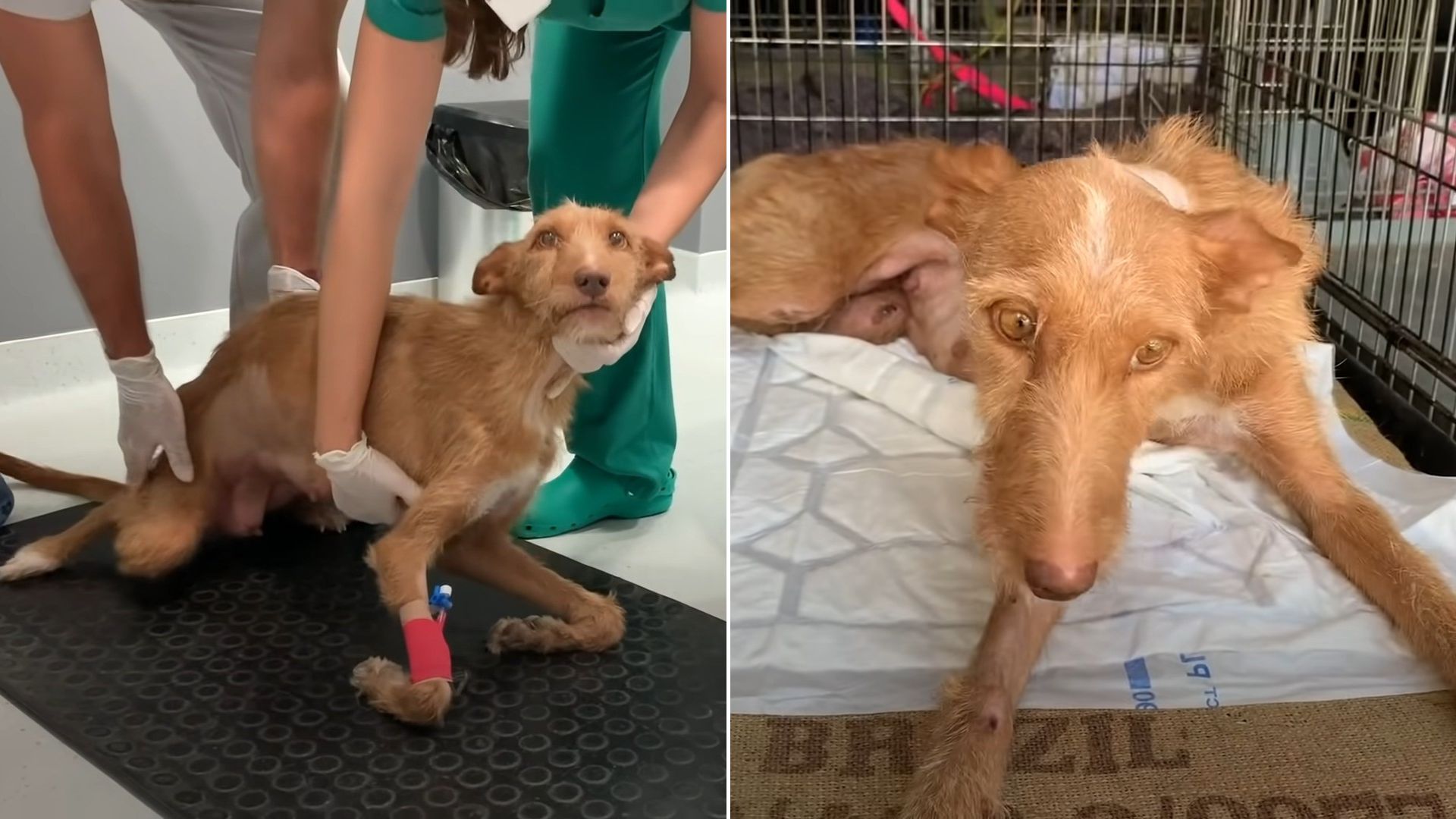 Abandoned Dog Who Became Paralyzed Learns To Walk All Over Again