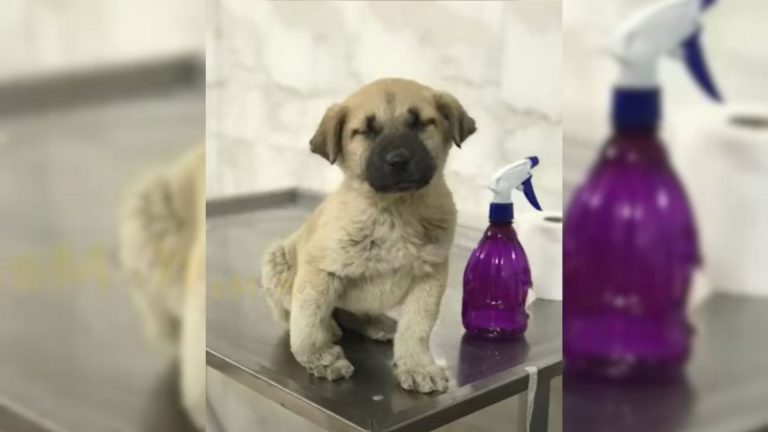 puppy with broken paw