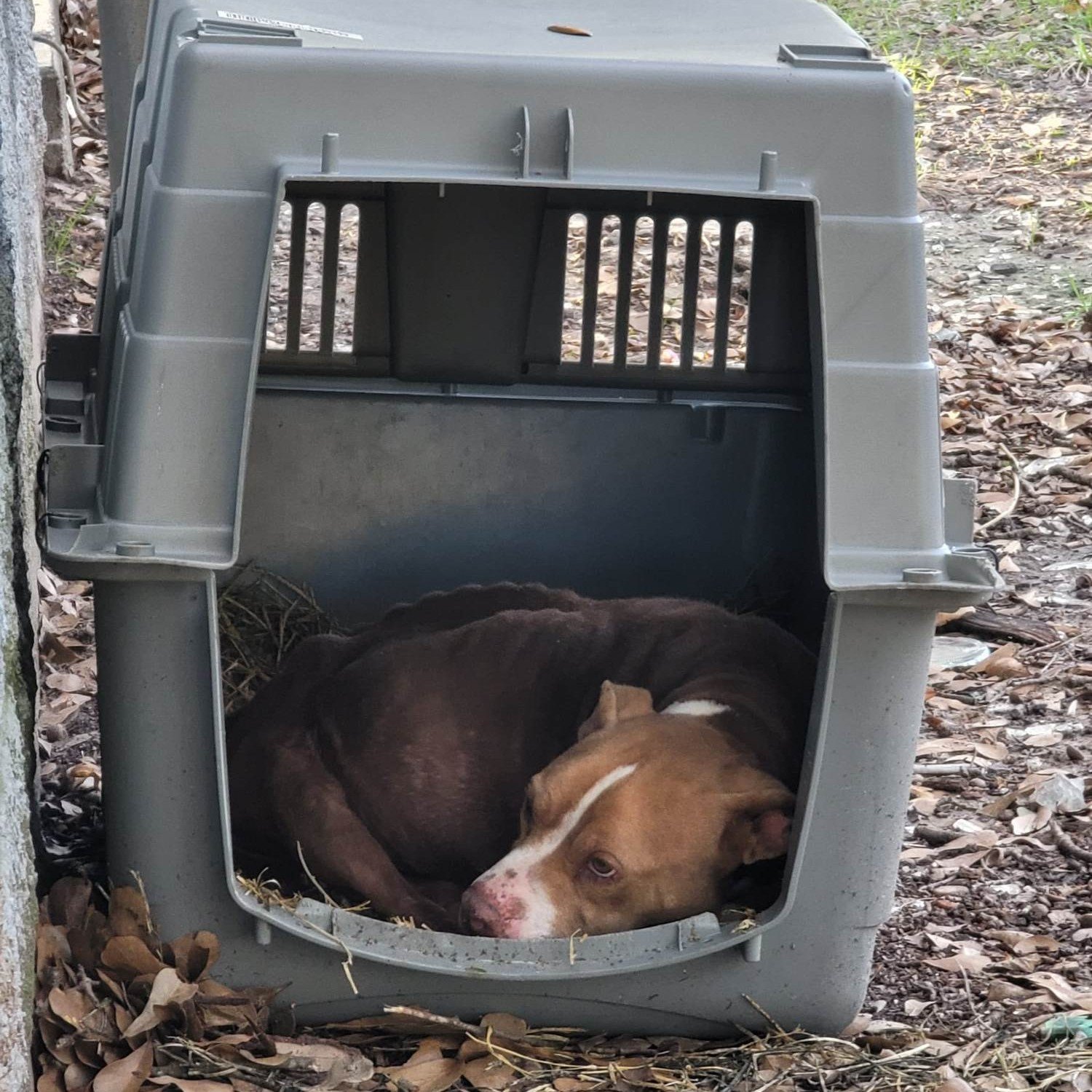 Abandoned dog laying in the box
