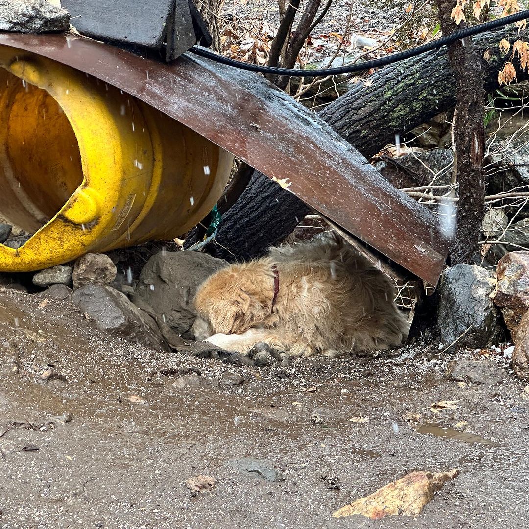 Abandoned dog sleeping next to its shelter