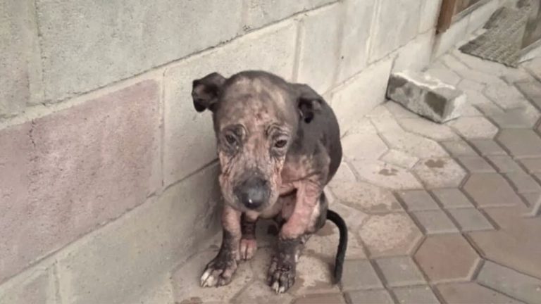 sad abused dog