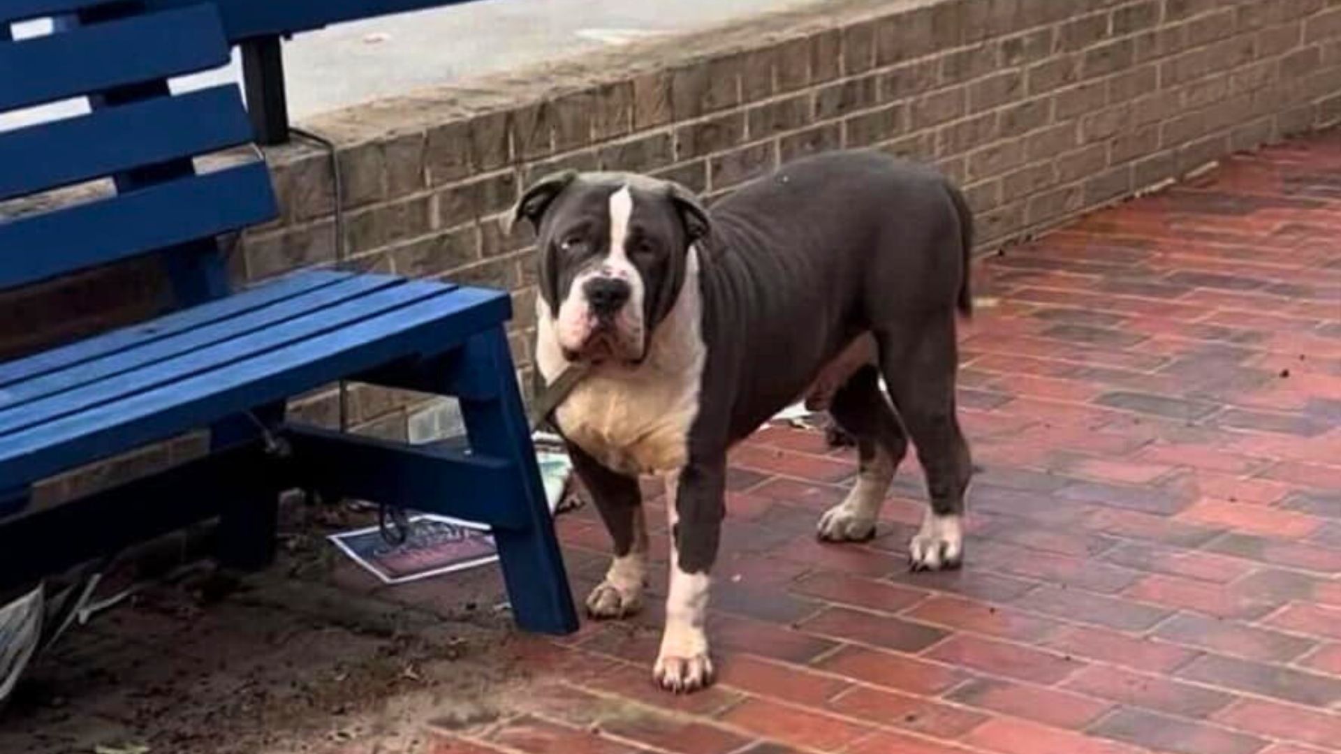 An Abandoned And Heartbroken Pup Tied To A Bench Hopes That Someone Will Notice Him