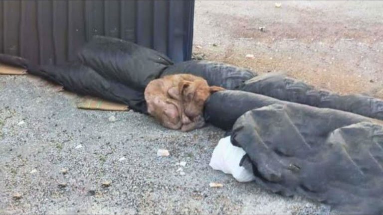 abused stray dog lying next to a dumpster