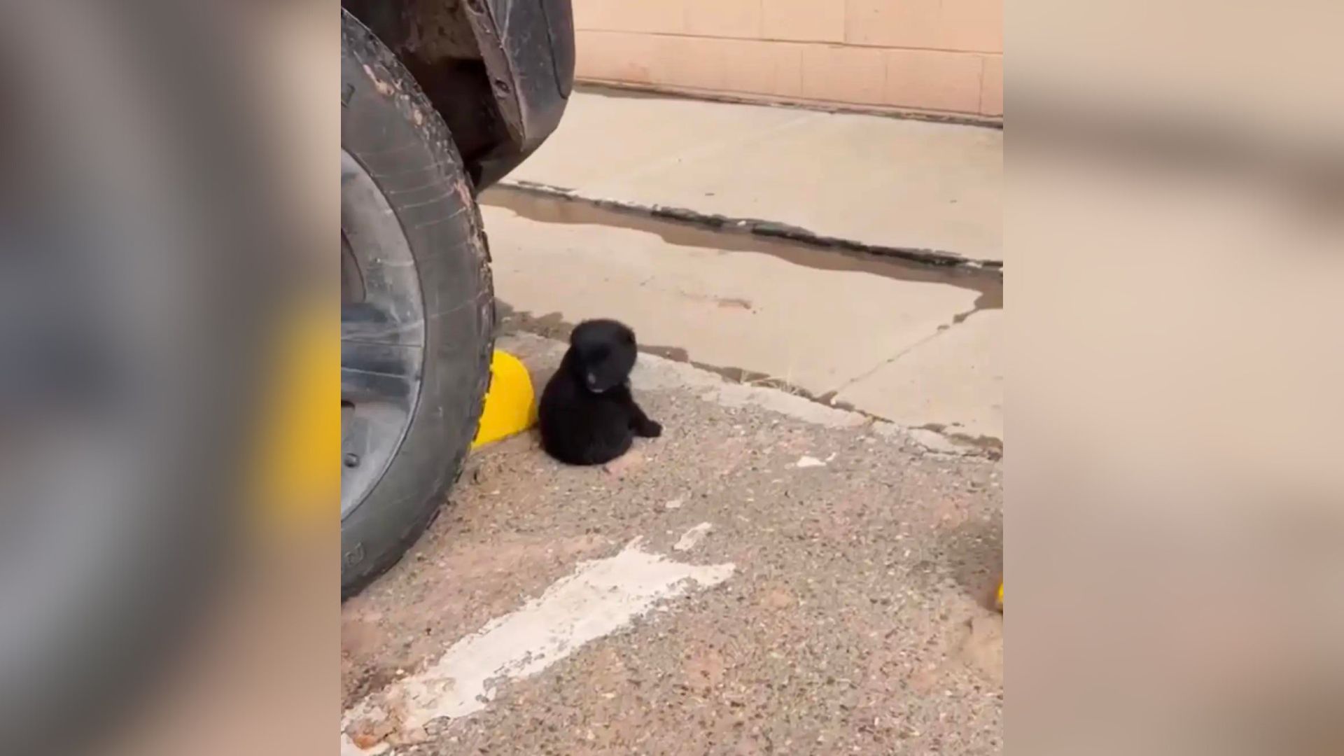 little dog in the parking lot