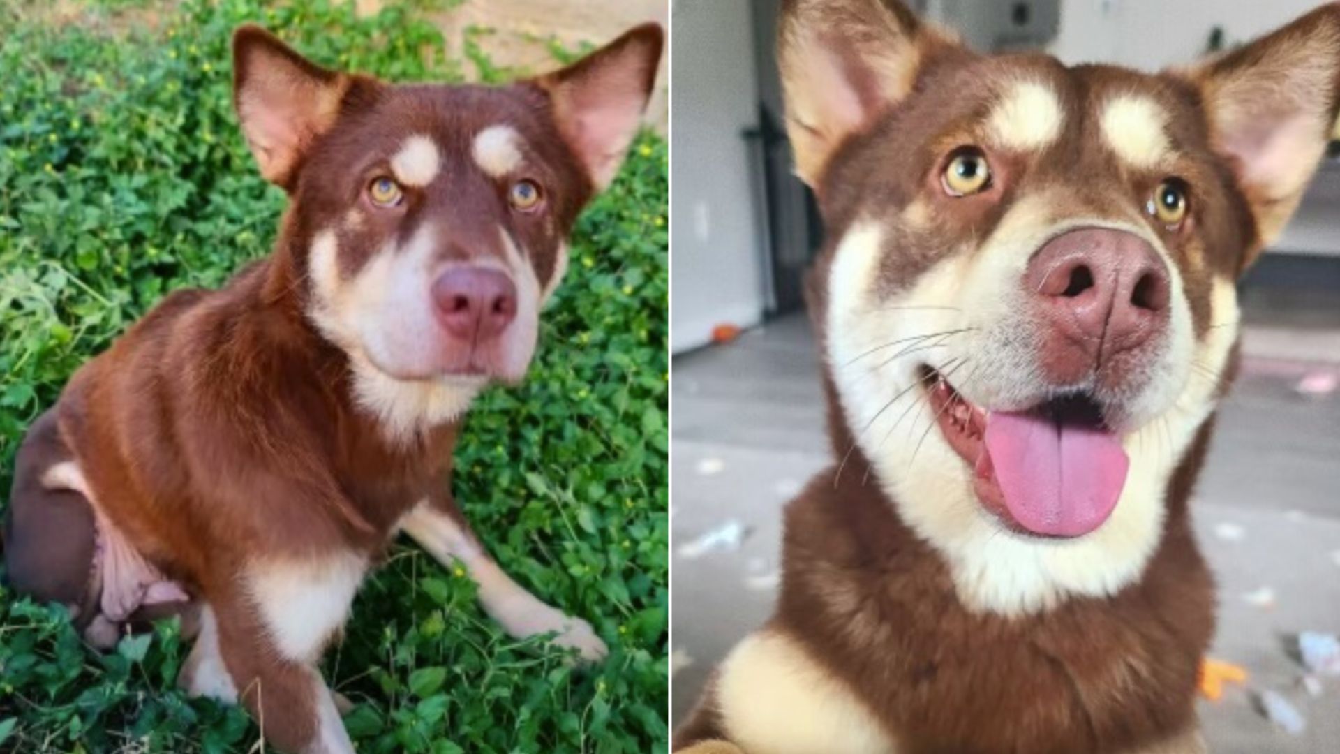 An Adorable Rescue Pup Who Spent A Year Without Any Adoption Interest Keeps Smiling