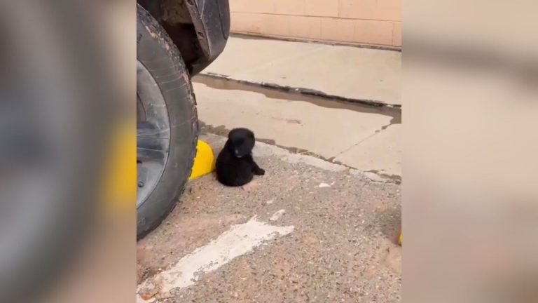 little dog in the parking lot