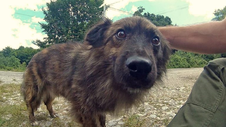 affectionate abandoned dog