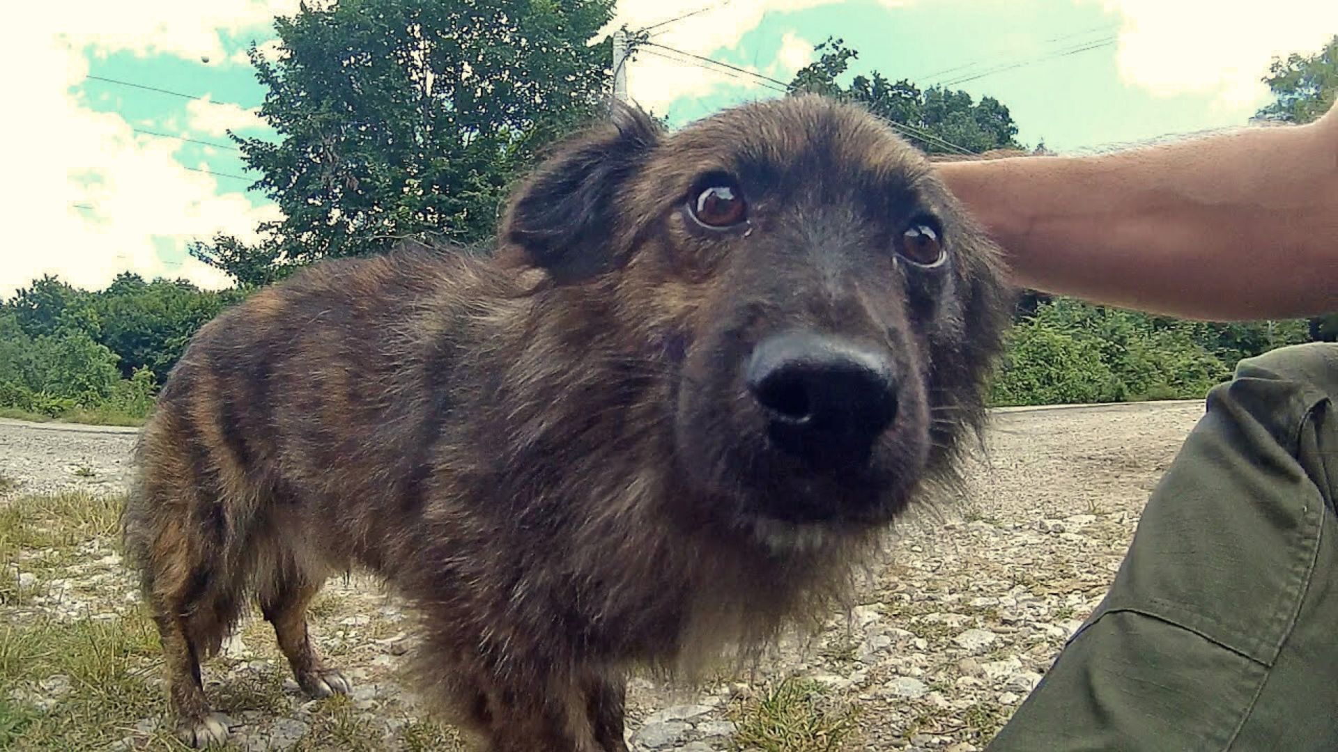 affectionate abandoned dog