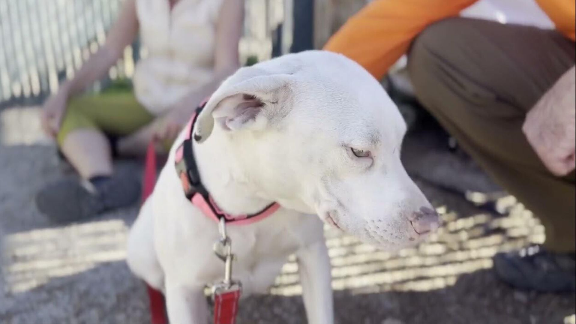Stray Pittie Makes An Incredible Transformation After She Meets Her Amazing New Mom