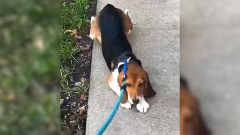 photo of beagle on a leash
