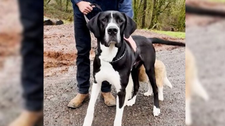 Big dog