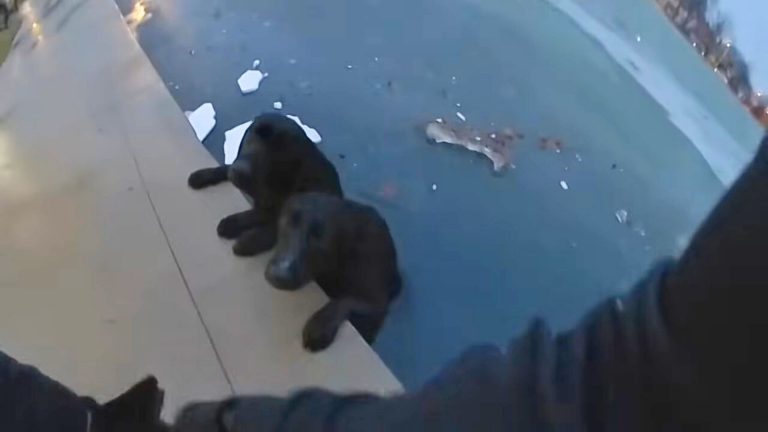 trembling dogs in the icy pond