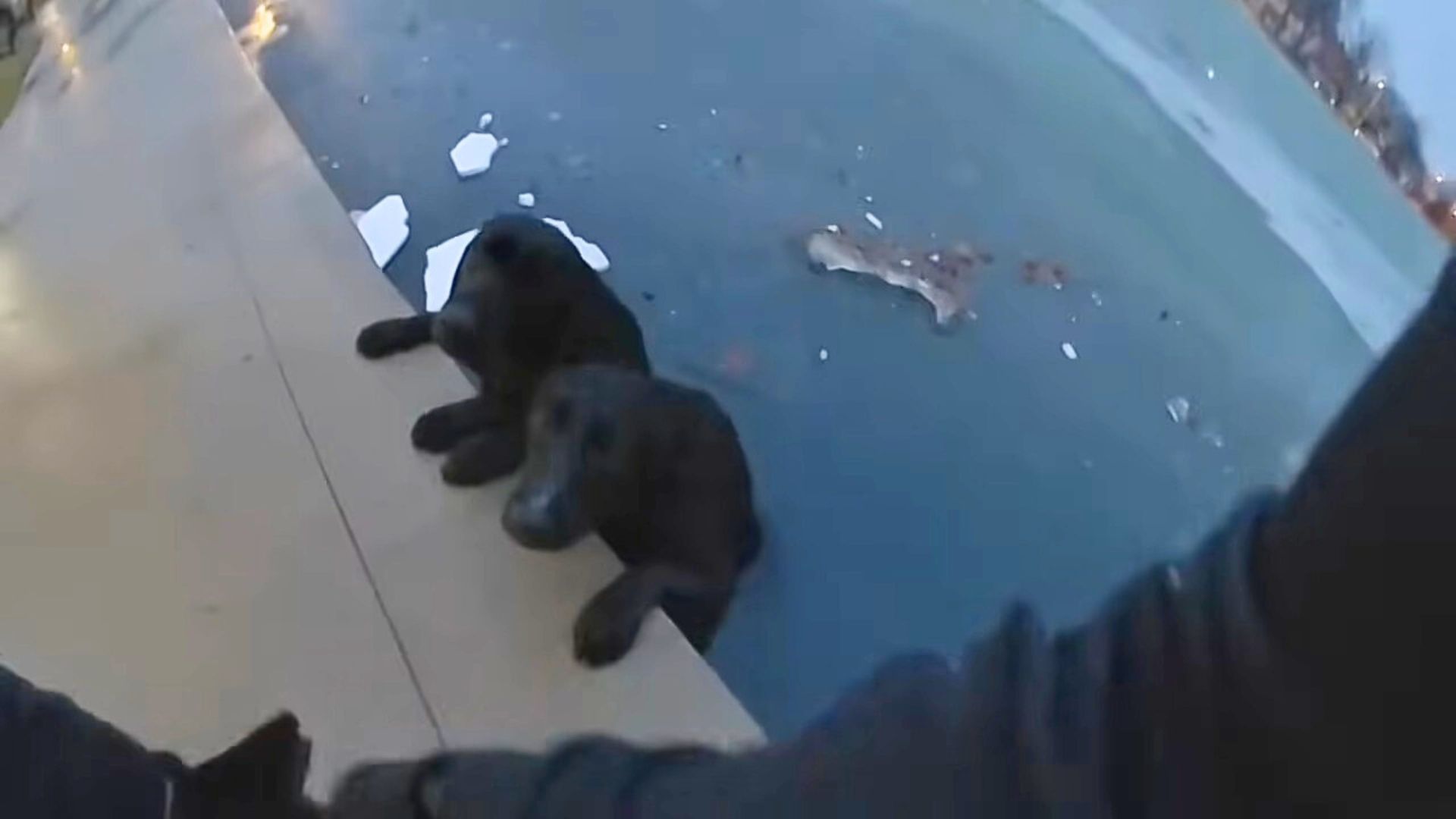 Big-Hearted Officer Jumps Into Action To Save Two Trembling Dogs From The Icy Pond