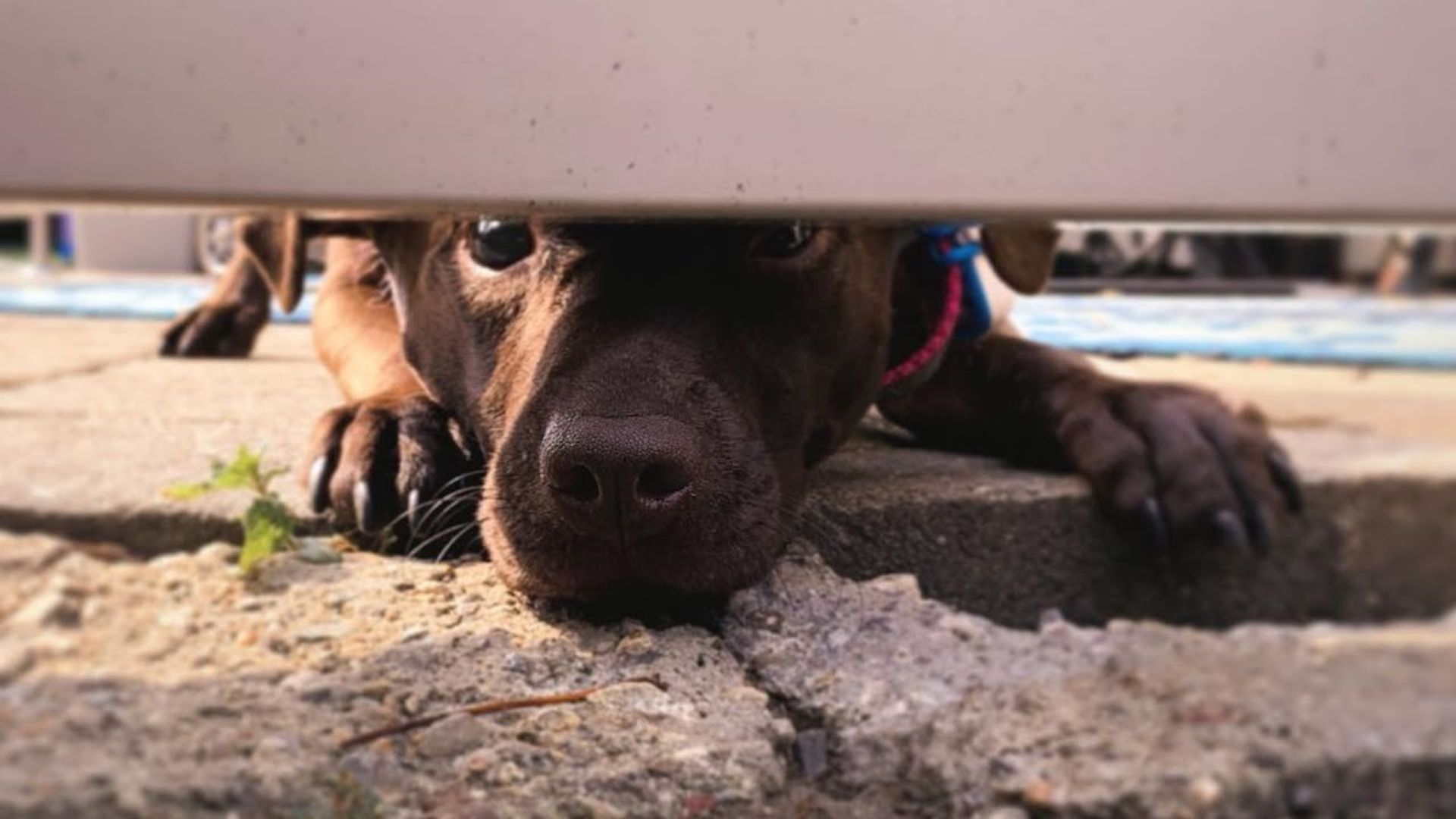 Blind dog