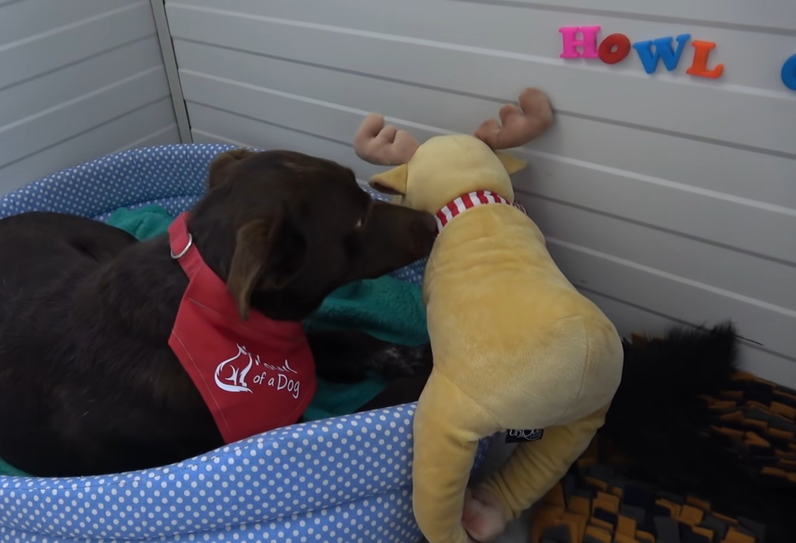 Brown dog playing with its toy