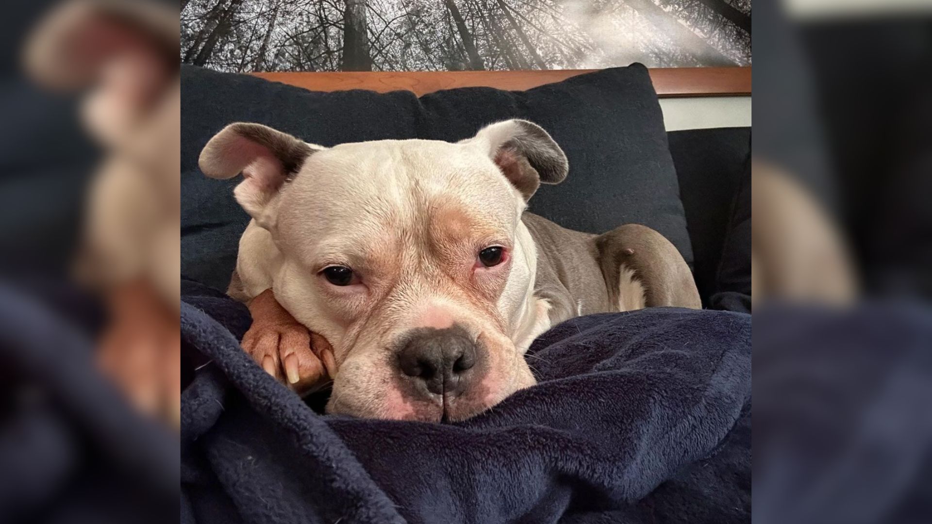 cute dog laying