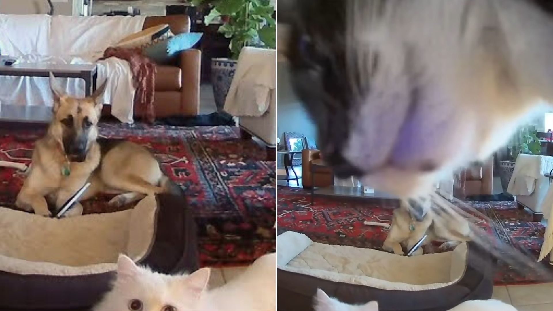 cat saves german shepherd