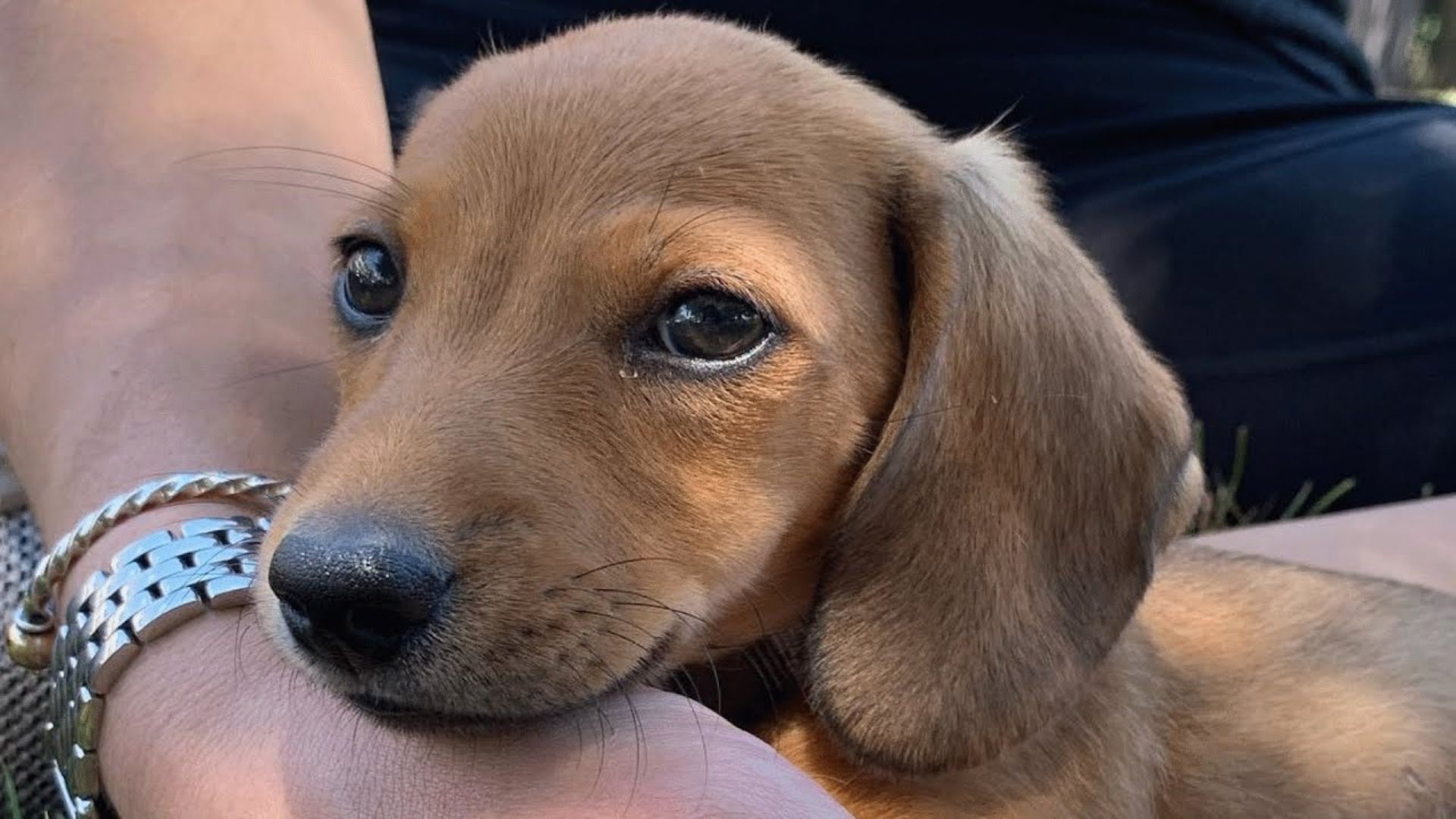 close-up photo of adopted dog