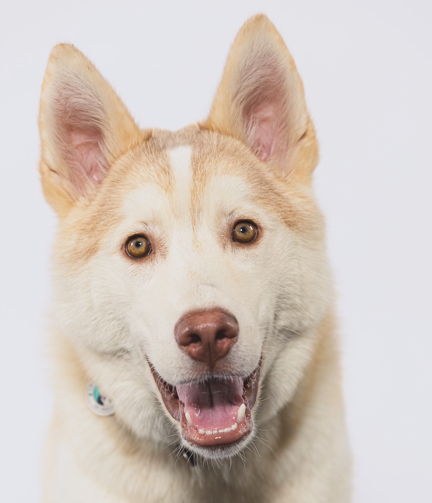 Cute dog with white background