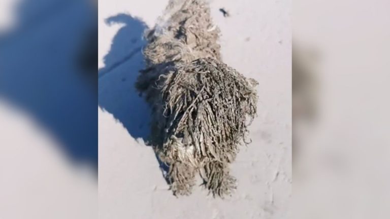 matted dog covered in mud