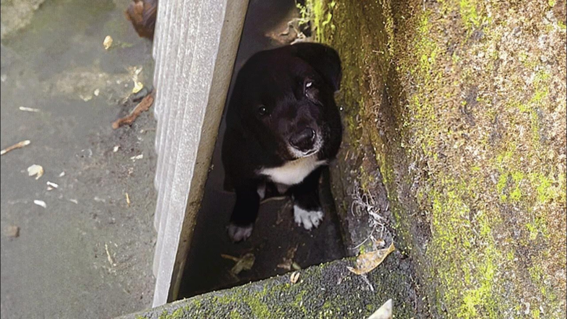 Deaf Mom And Her Blind Puppy Fighting For Life By A Dangerous River Bank Broke Many Hearts