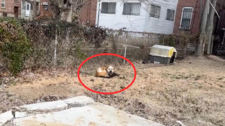 dog chained behind an abandoned house