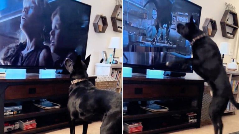 dog jumping on tv
