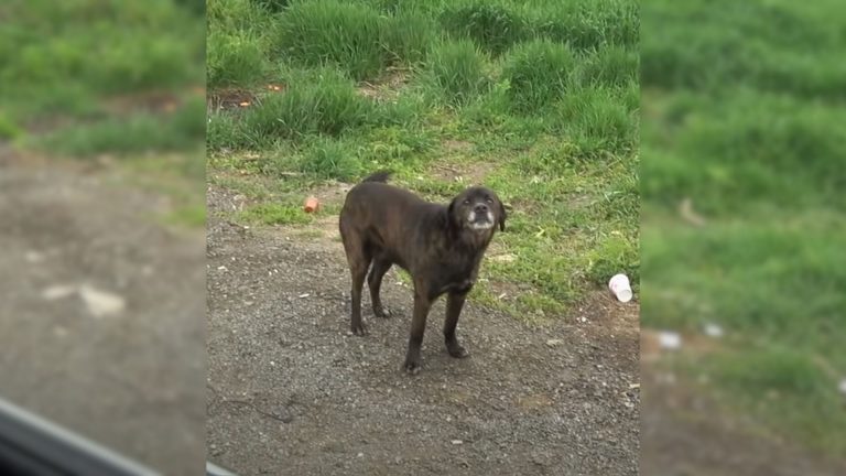 dog by the side of the road