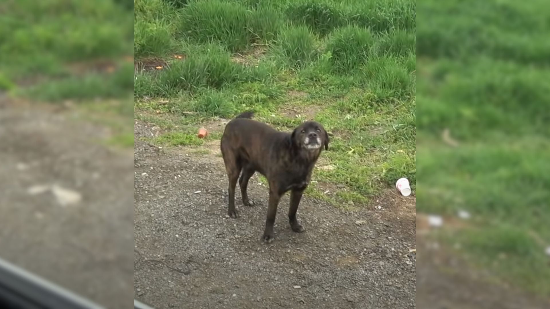 Dog Find By The Side Of The Road Transforms Into A Beautiful Pup With Some Love And Care